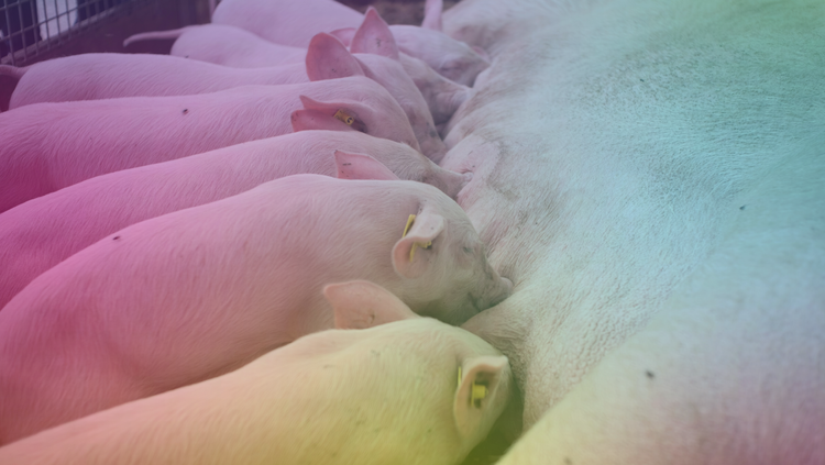 🐷Au cœur de l'industrie porcine en Bretagne #27