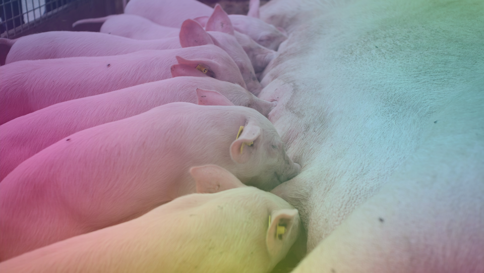 Les dérives de l'industrie du porc et ses conséquences environnementales désastreuses